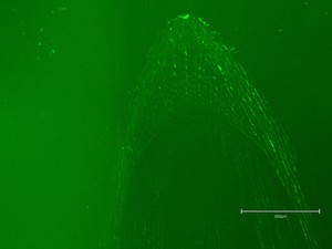 Thumbnail image of Thermo Fisher Scientific invitrogen EVOS M5000 Microscope