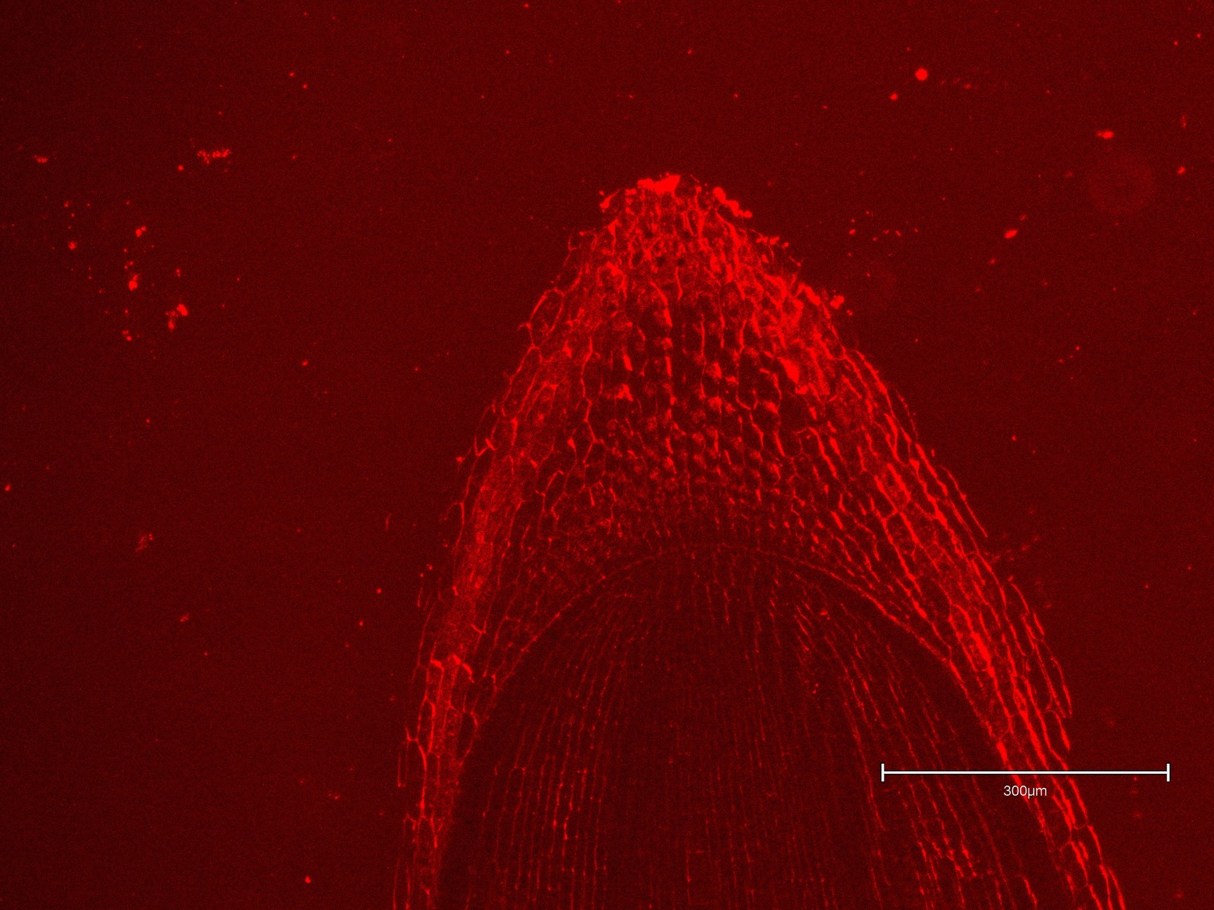 Image of Thermo Fisher Scientific invitrogen EVOS M5000 Microscope