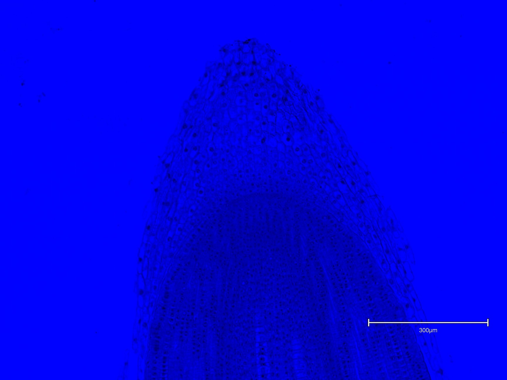 Image of Thermo Fisher Scientific invitrogen EVOS M5000 Microscope