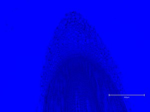 Thumbnail image of Thermo Fisher Scientific invitrogen EVOS M5000 Microscope