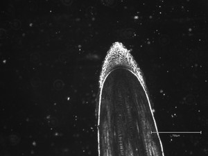 Thumbnail image of Thermo Fisher Scientific invitrogen EVOS M5000 Microscope