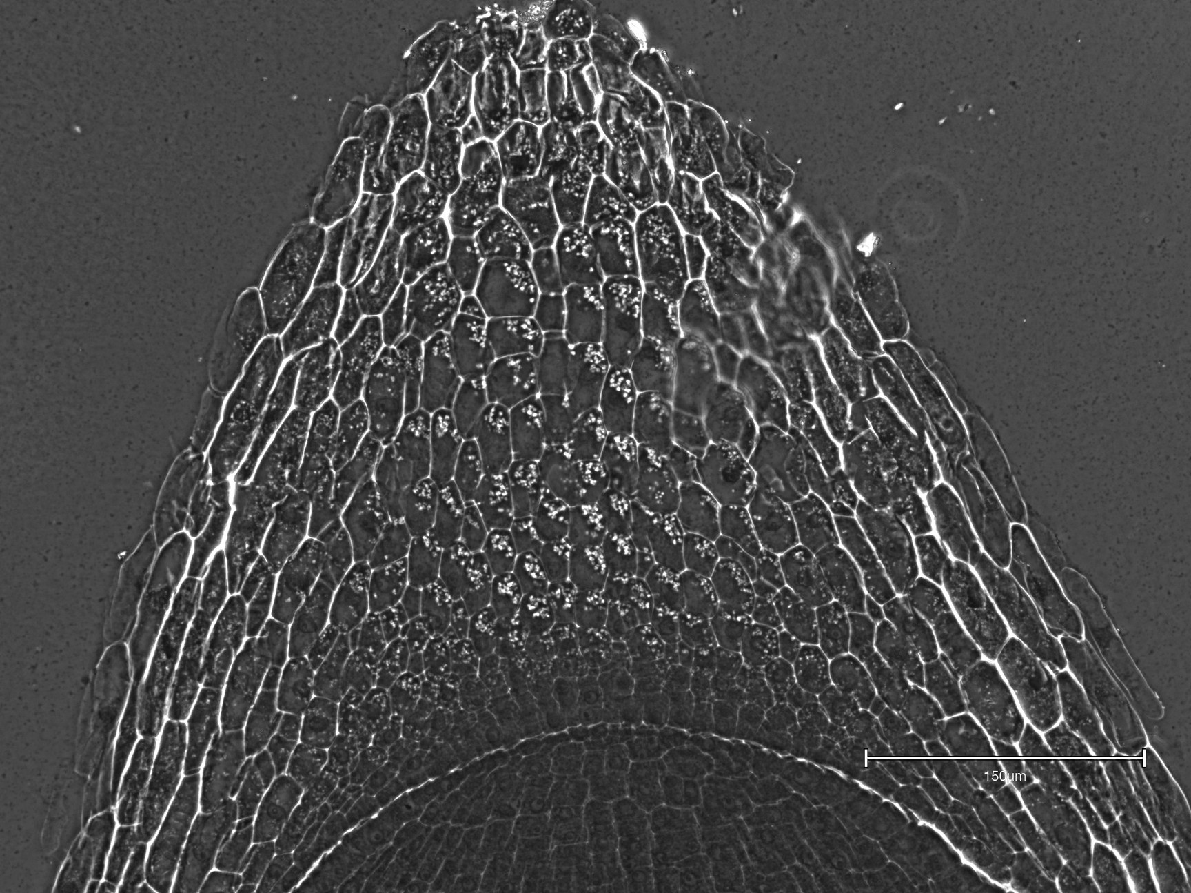Image of Thermo Fisher Scientific invitrogen EVOS M5000 Microscope