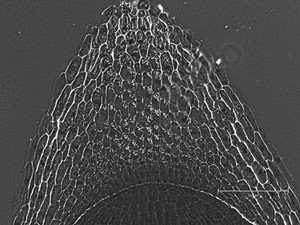 Thumbnail image of Thermo Fisher Scientific invitrogen EVOS M5000 Microscope