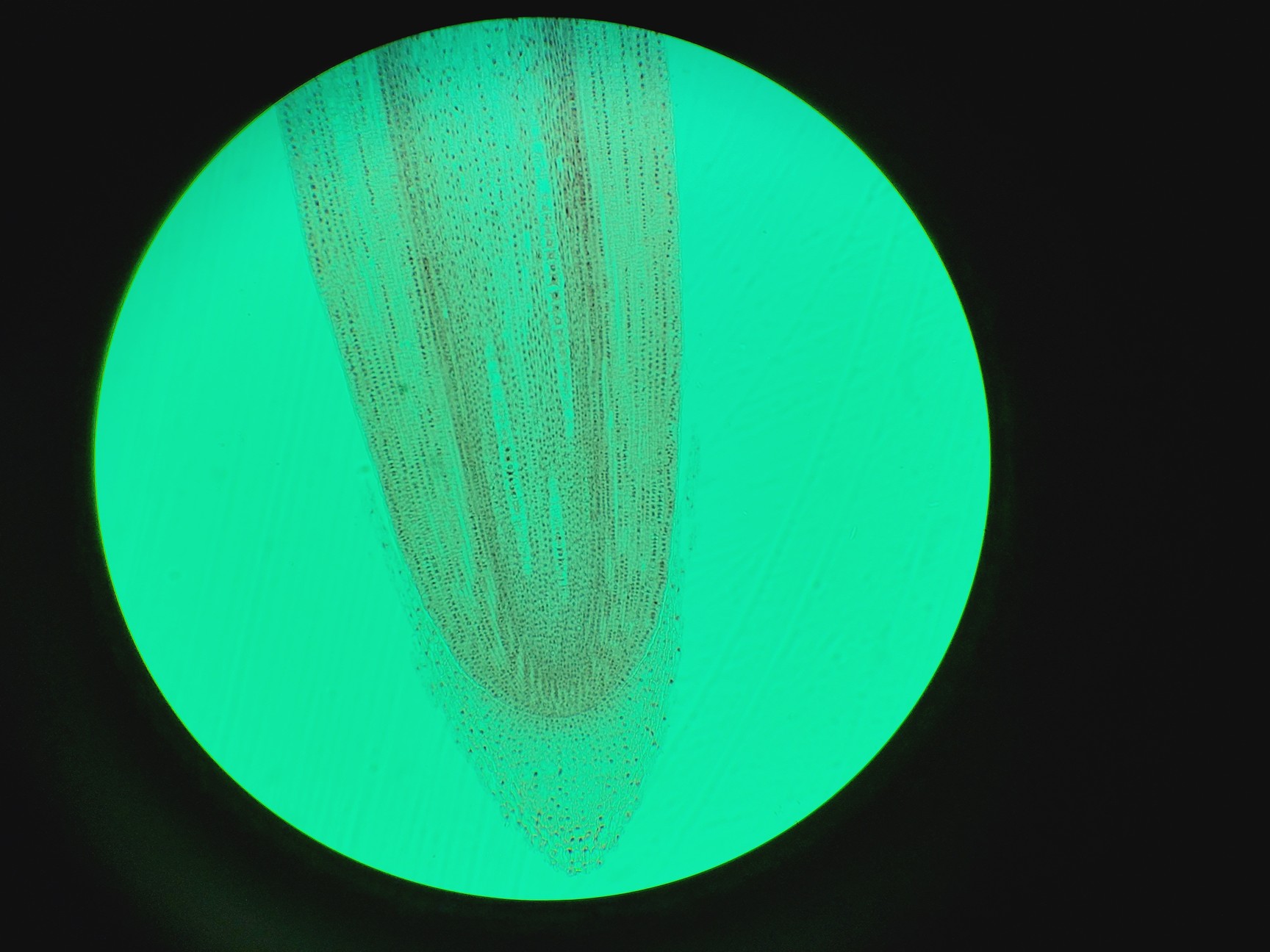 Image of Olympus BX43F Compound Microscope w/ 4 x Objectives 2x/10x/20x/40x PlanC PlanN