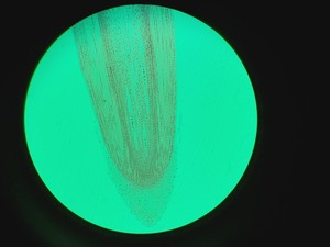 Thumbnail image of Olympus BX43F Compound Microscope w/ 4 x Objectives 2x/10x/20x/40x PlanC PlanN