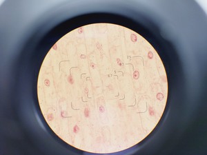 Thumbnail image of Olympus BH-2 Microscope w/ 6 x Objectives 4/10/20/40/100/FL2 DPlan SPlan