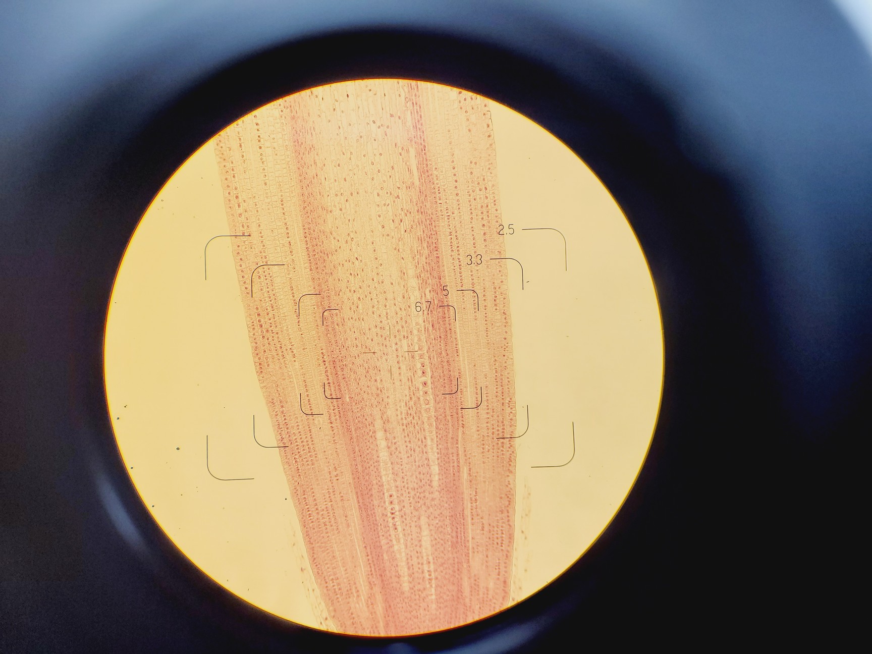Image of Olympus BH-2 Microscope w/ 6 x Objectives 4/10/20/40/100/FL2 DPlan SPlan