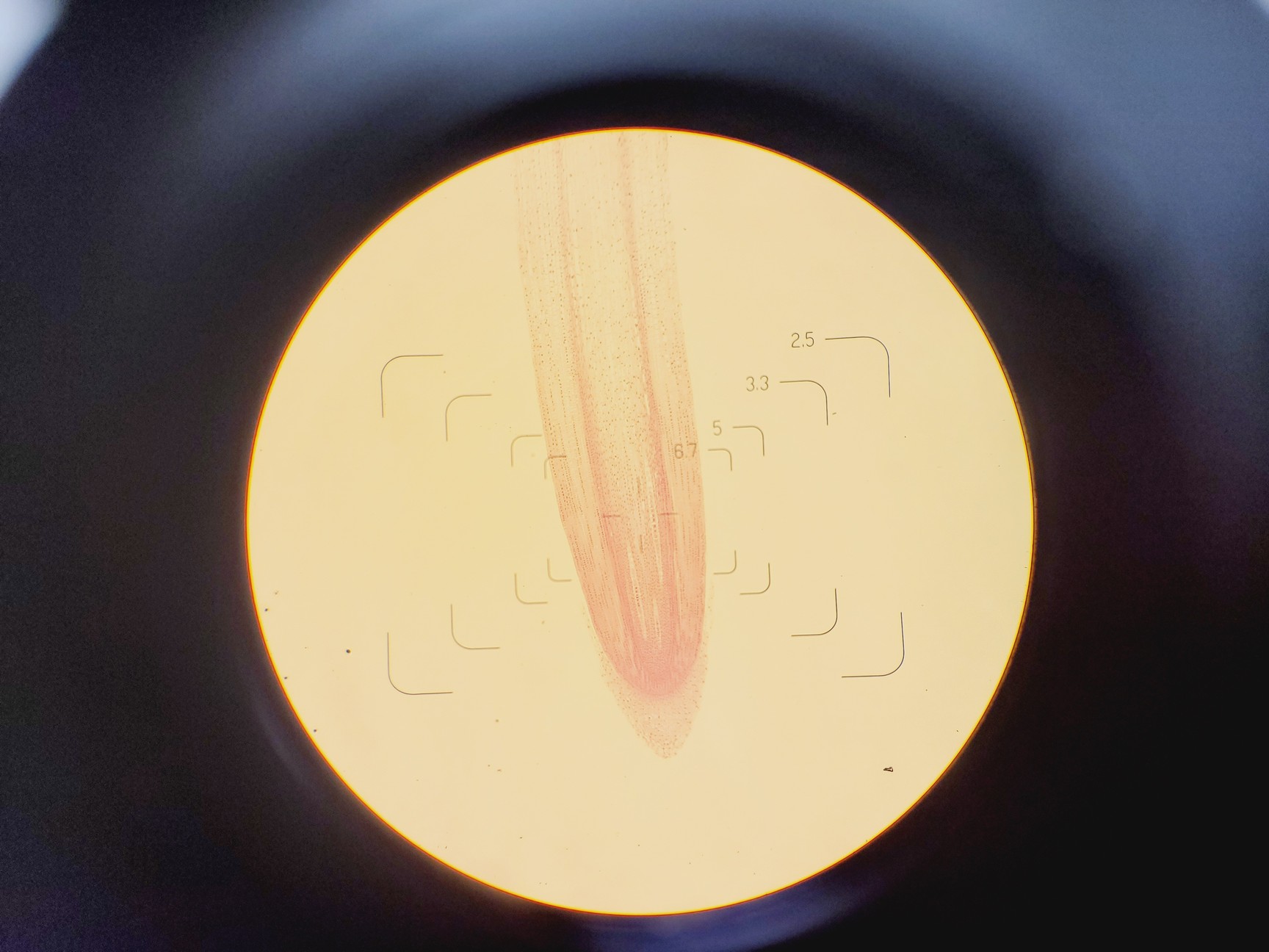 Image of Olympus BH-2 Microscope w/ 6 x Objectives 4/10/20/40/100/FL2 DPlan SPlan