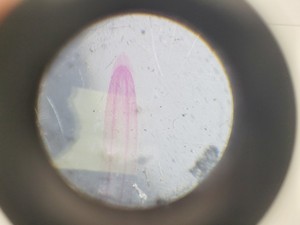 Thumbnail image of Reichert-Jung Stereo Star Zoom Microscope