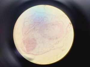 Thumbnail image of Olympus CK Inverted Microscope w/ Olympus OM 2 Camera & Mount 