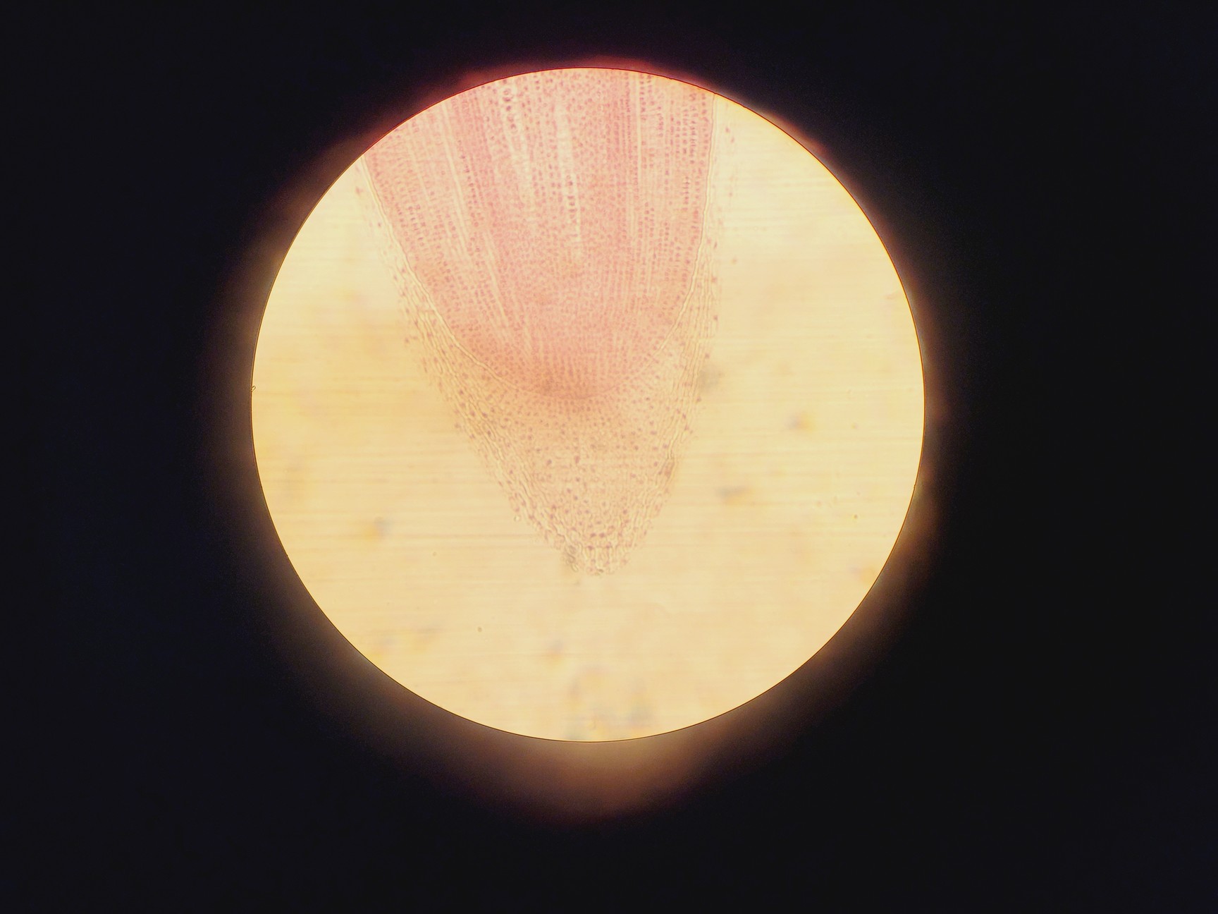 Image of Hampshire Micro Microscope with 5 x Objectives & 2 x Periplan GF 10x Eyepieces