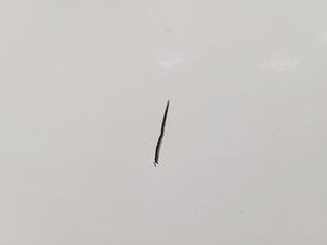 Thumbnail image of Liebherr LGex 3410 Floorstanding Lab Freezer