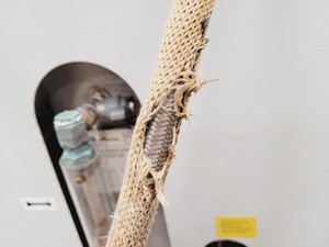 Thumbnail image of Applikon Bioreactor System & GEA SD1-06-107 Continuous Flow Centrifuge