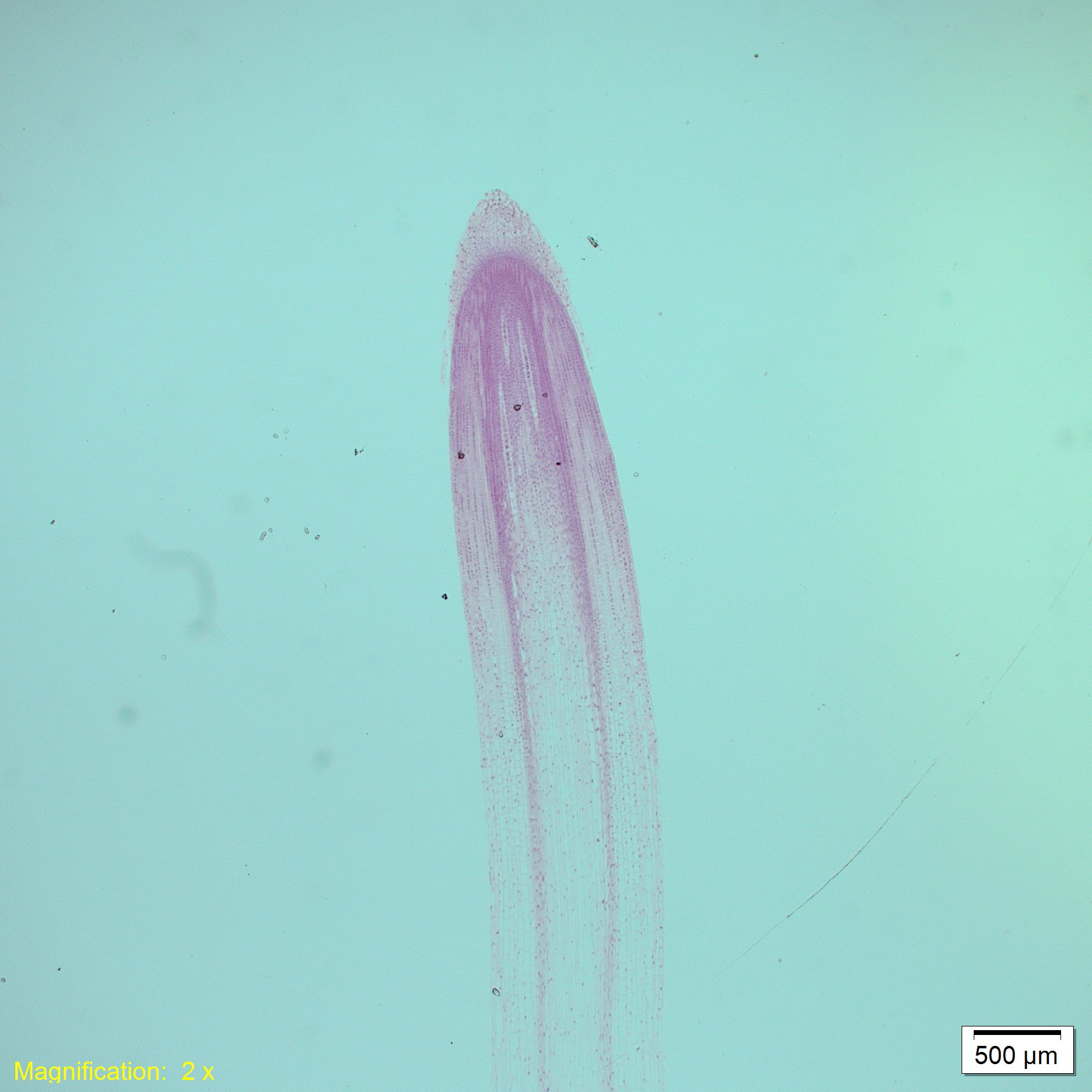 Image of Olympus VS120-L100-W Virtual Slide Scanner Optical Microscope System