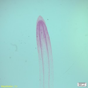 Thumbnail image of Olympus VS120-L100-W Virtual Slide Scanner Optical Microscope System