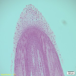Thumbnail image of Olympus VS120-L100-W Virtual Slide Scanner Optical Microscope System