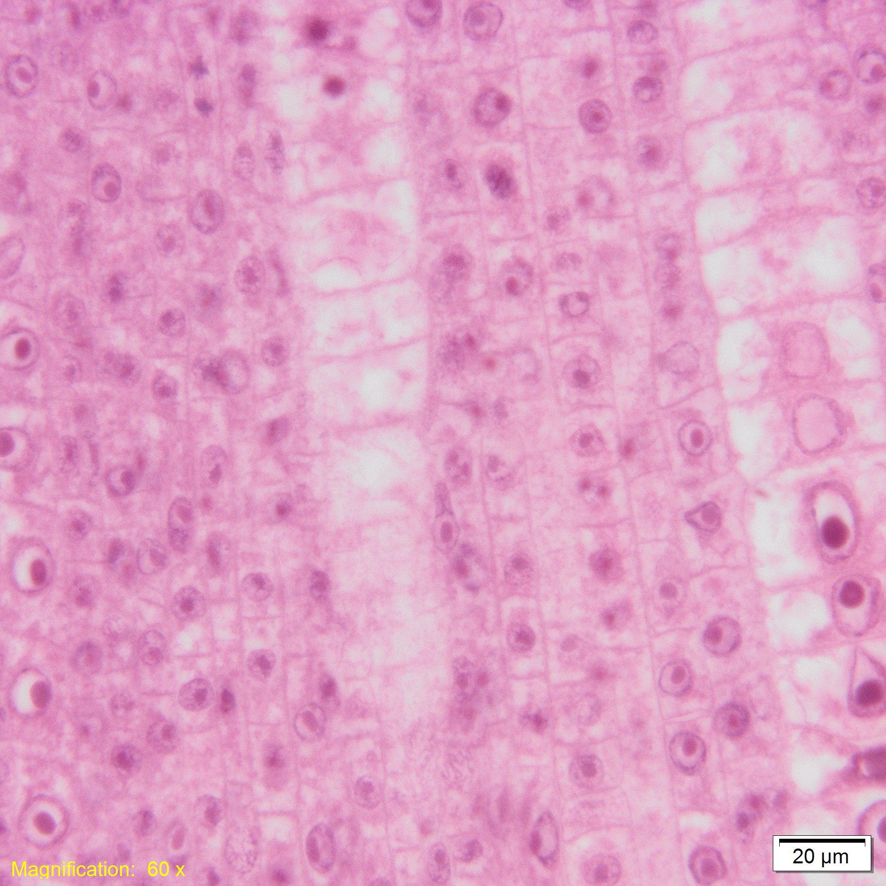 Image of Olympus VS120-L100-W Virtual Slide Scanner Optical Microscope System