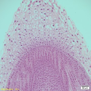 Thumbnail image of Olympus VS120-L100-W Virtual Slide Scanner Optical Microscope System