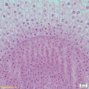 Thumbnail image of Olympus VS120-L100-W Virtual Slide Scanner Optical Microscope System