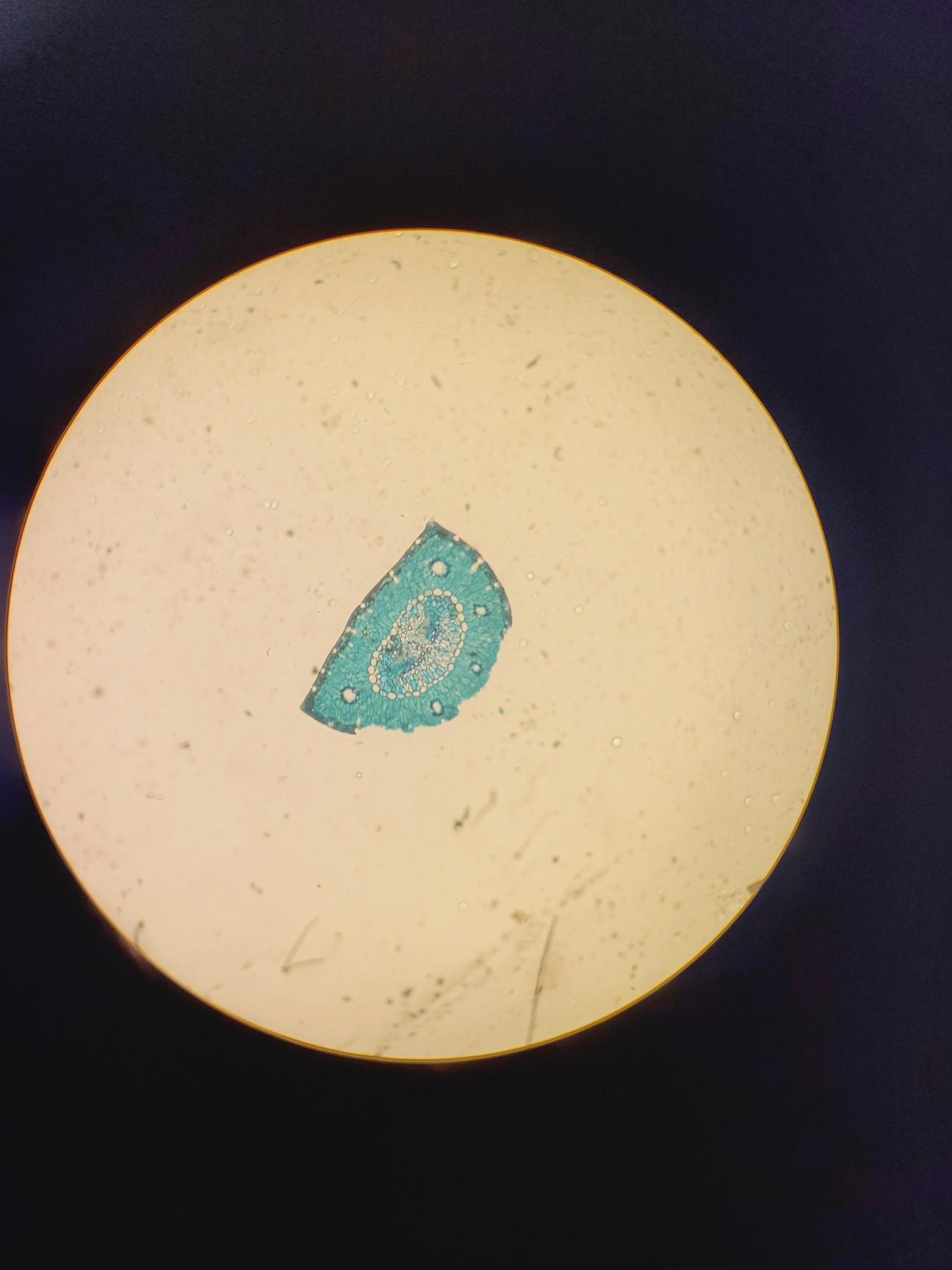 Image of Leitz 090-127.012 Labovert FS Microscope