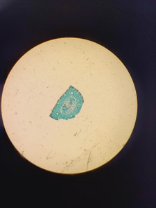 Thumbnail image of Leitz 090-127.012 Labovert FS Microscope