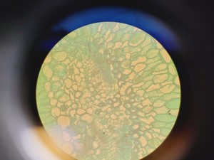 Thumbnail image of Leitz 090-127.012 Labovert FS Microscope