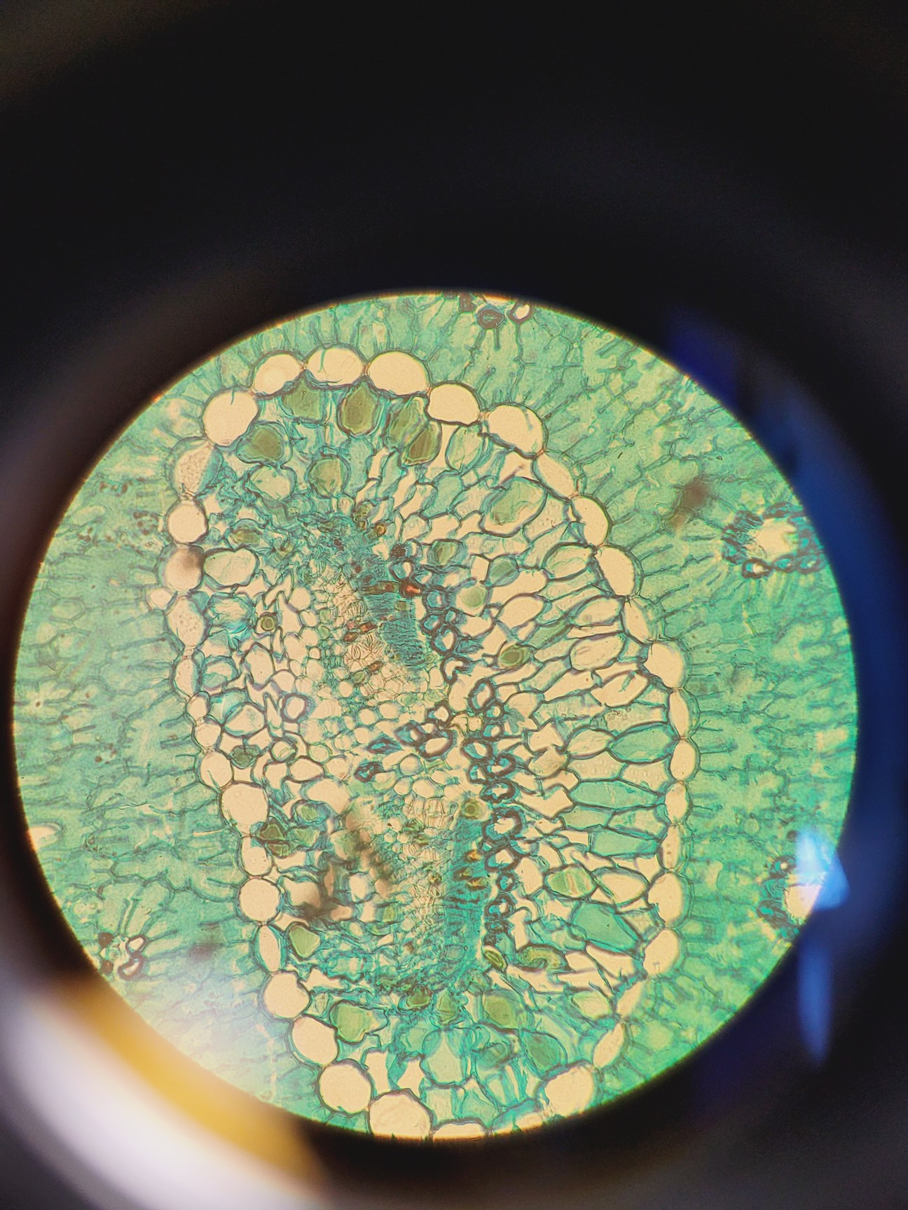 Image of Leitz 090-127.012 Labovert FS Microscope