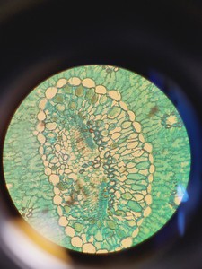 Thumbnail image of Leitz 090-127.012 Labovert FS Microscope