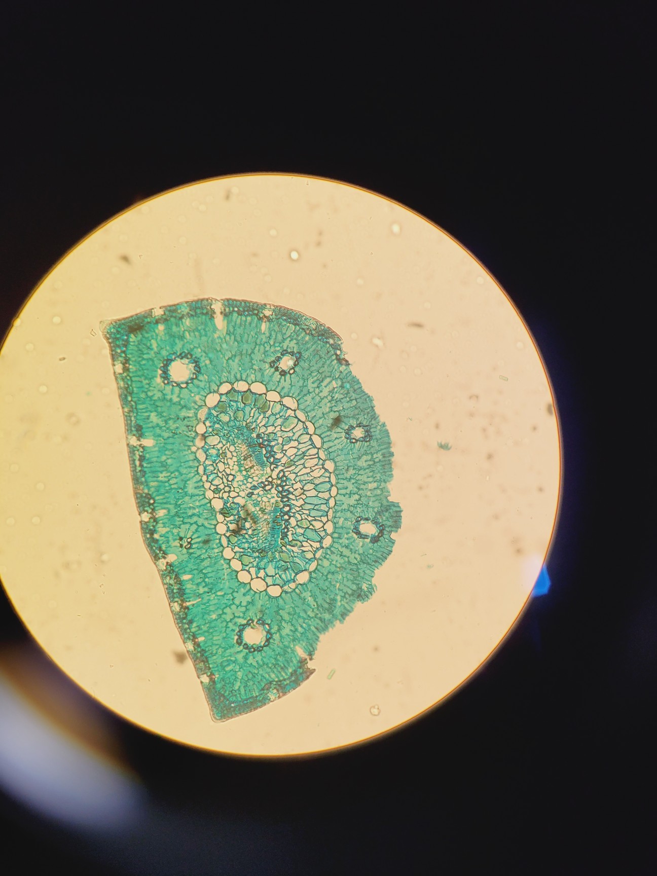 Image of Leitz 090-127.012 Labovert FS Microscope