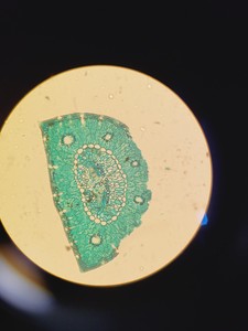 Thumbnail image of Leitz 090-127.012 Labovert FS Microscope