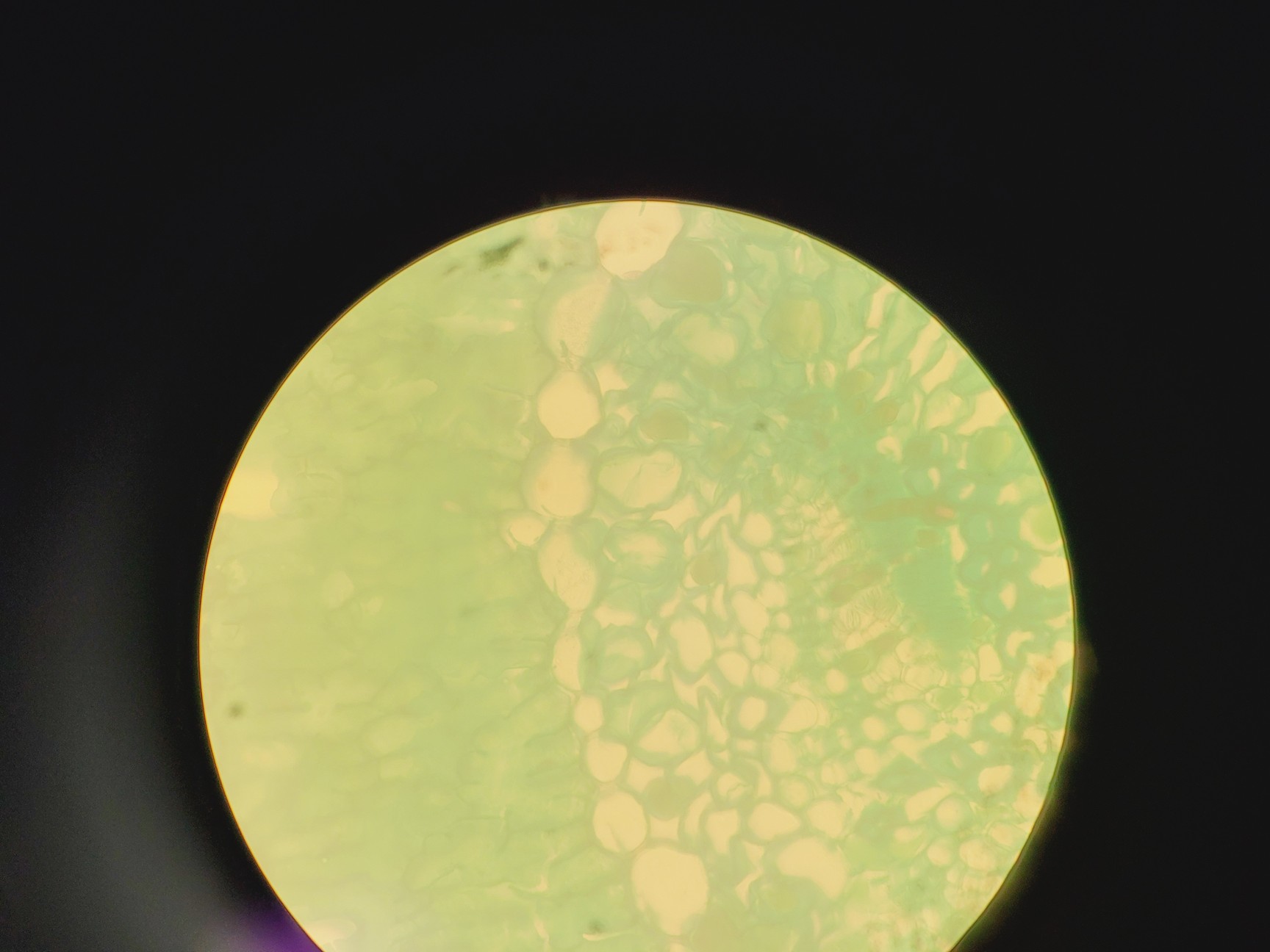 Image of Leitz 090-127.017 Labovert FS Microscope