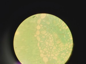 Thumbnail image of Leitz 090-127.017 Labovert FS Microscope