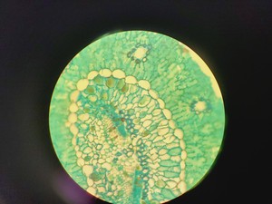 Thumbnail image of Leitz 090-127.017 Labovert FS Microscope