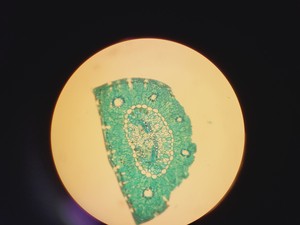 Thumbnail image of Leitz 090-127.017 Labovert FS Microscope