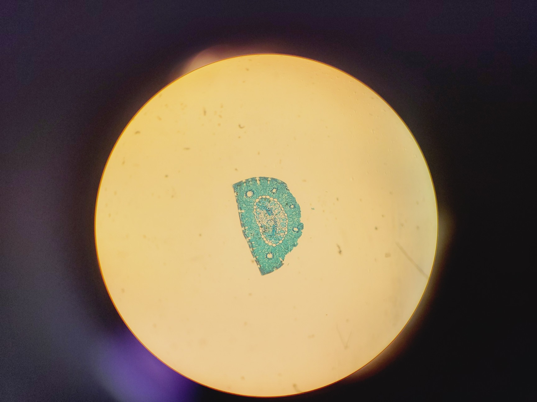 Image of Leitz 090-127.017 Labovert FS Microscope