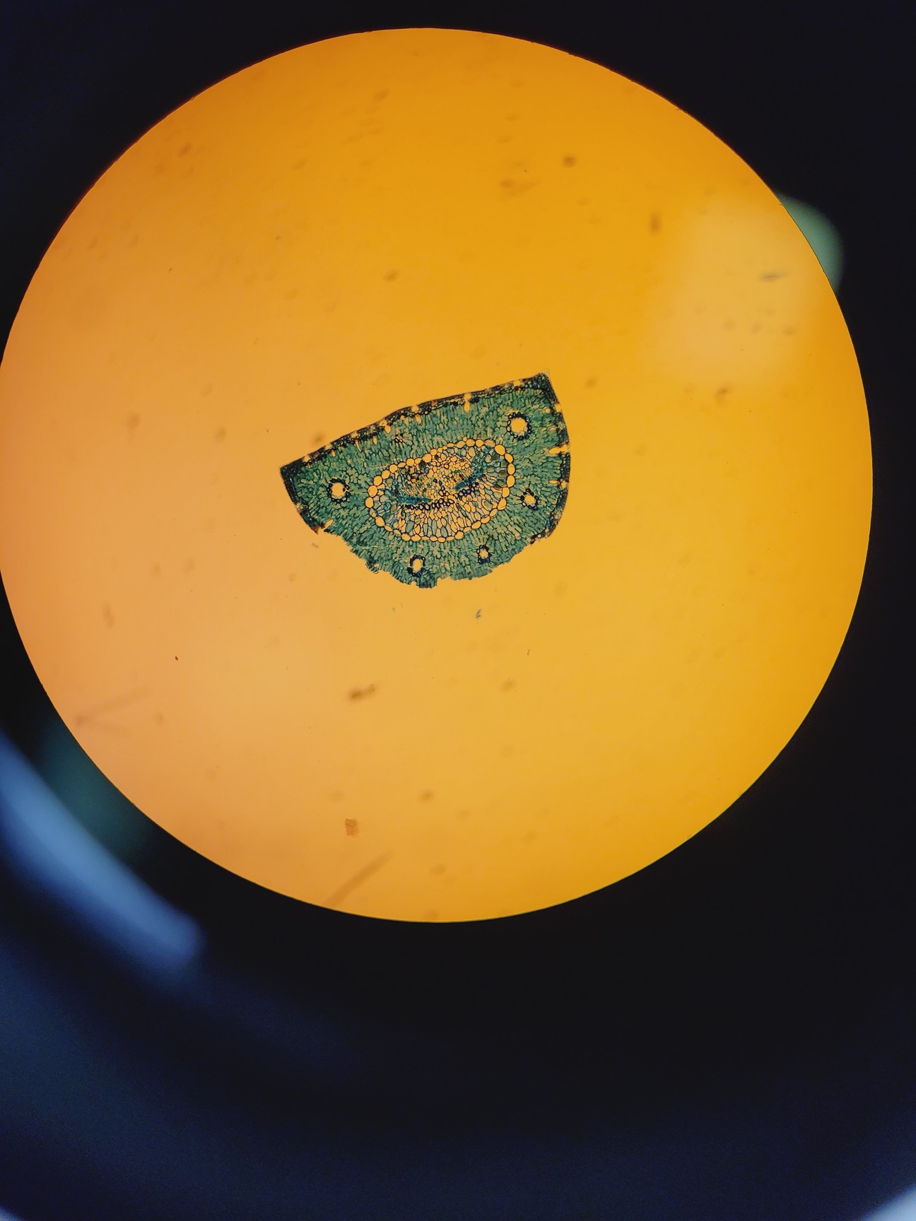 Image of Zeiss PALM MicroBeam System with PC & Software