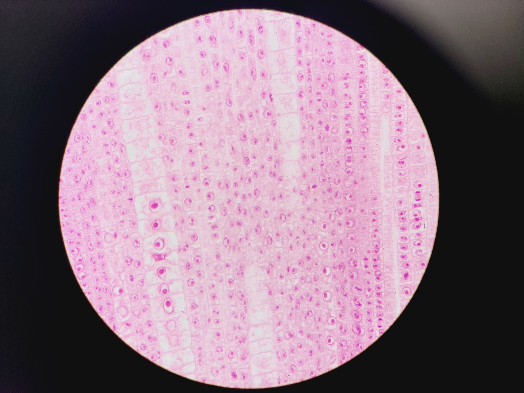 Image of Olympus BX51 Microscope w. 2x pE-100 CoolLED Heads and Combiner