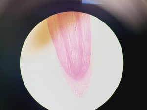 Thumbnail image of Olympus BX51 Microscope w. 2x pE-100 CoolLED Heads and Combiner