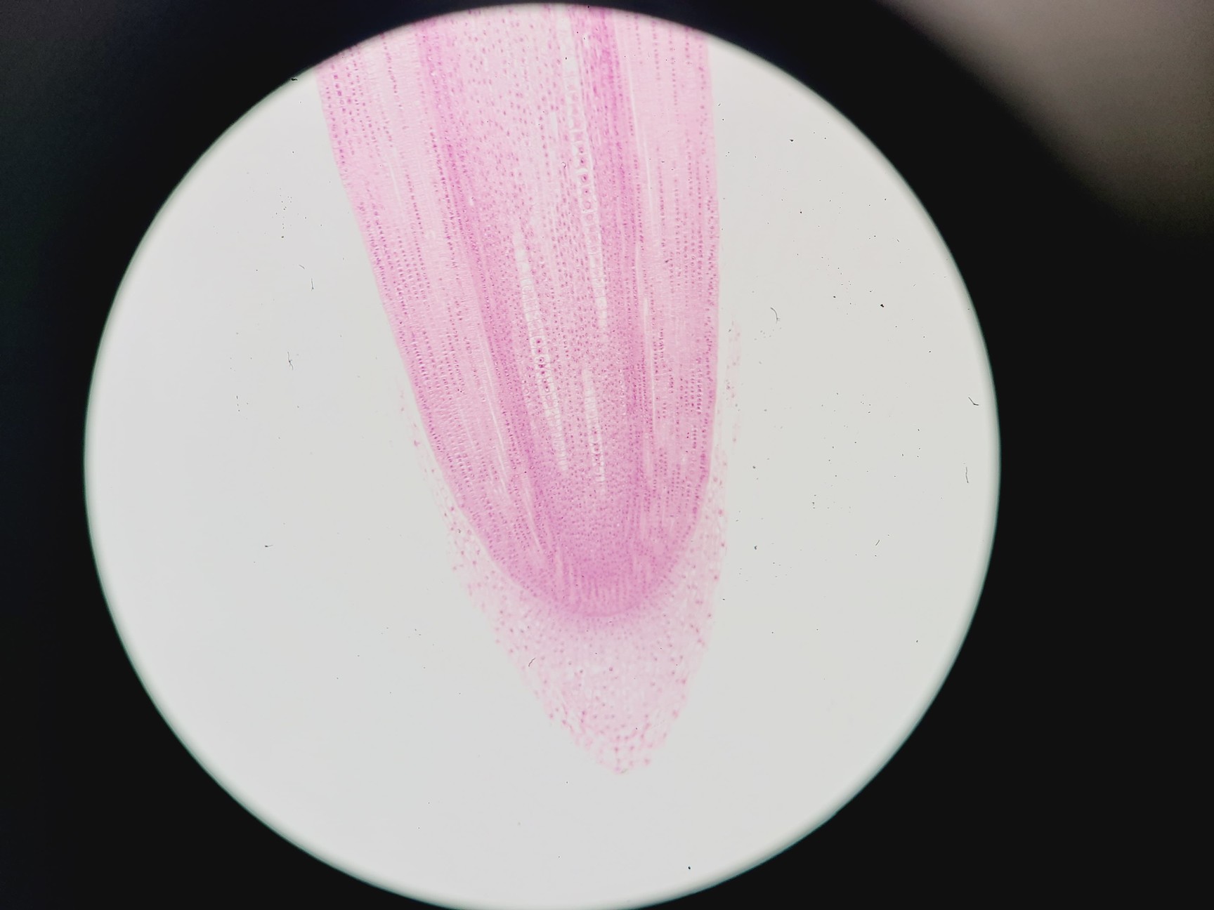 Image of Olympus BX51 Microscope w. 2x pE-100 CoolLED Heads and Combiner
