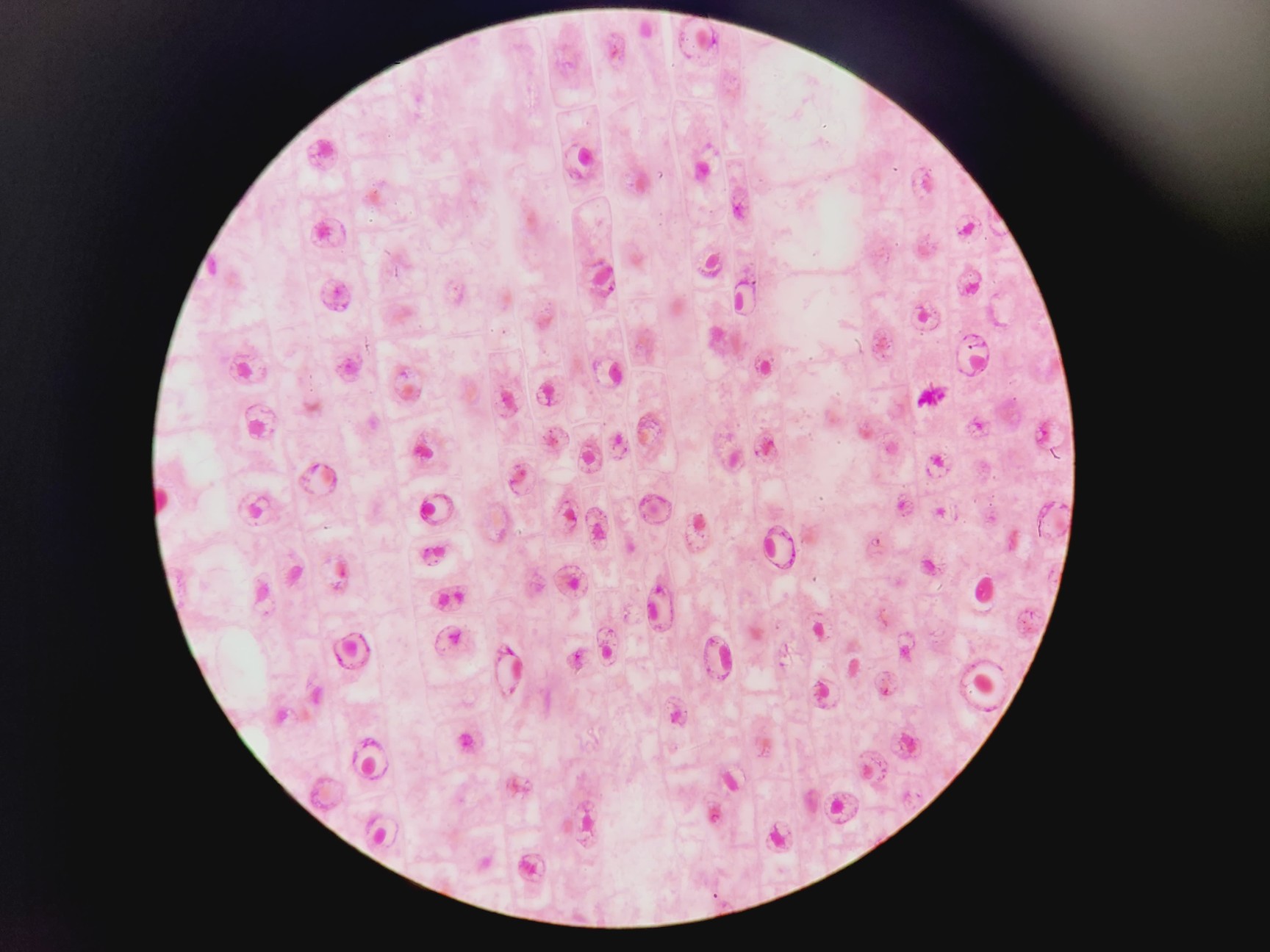Image of Olympus BX51 Microscope w. 2x pE-100 CoolLED Heads and Combiner
