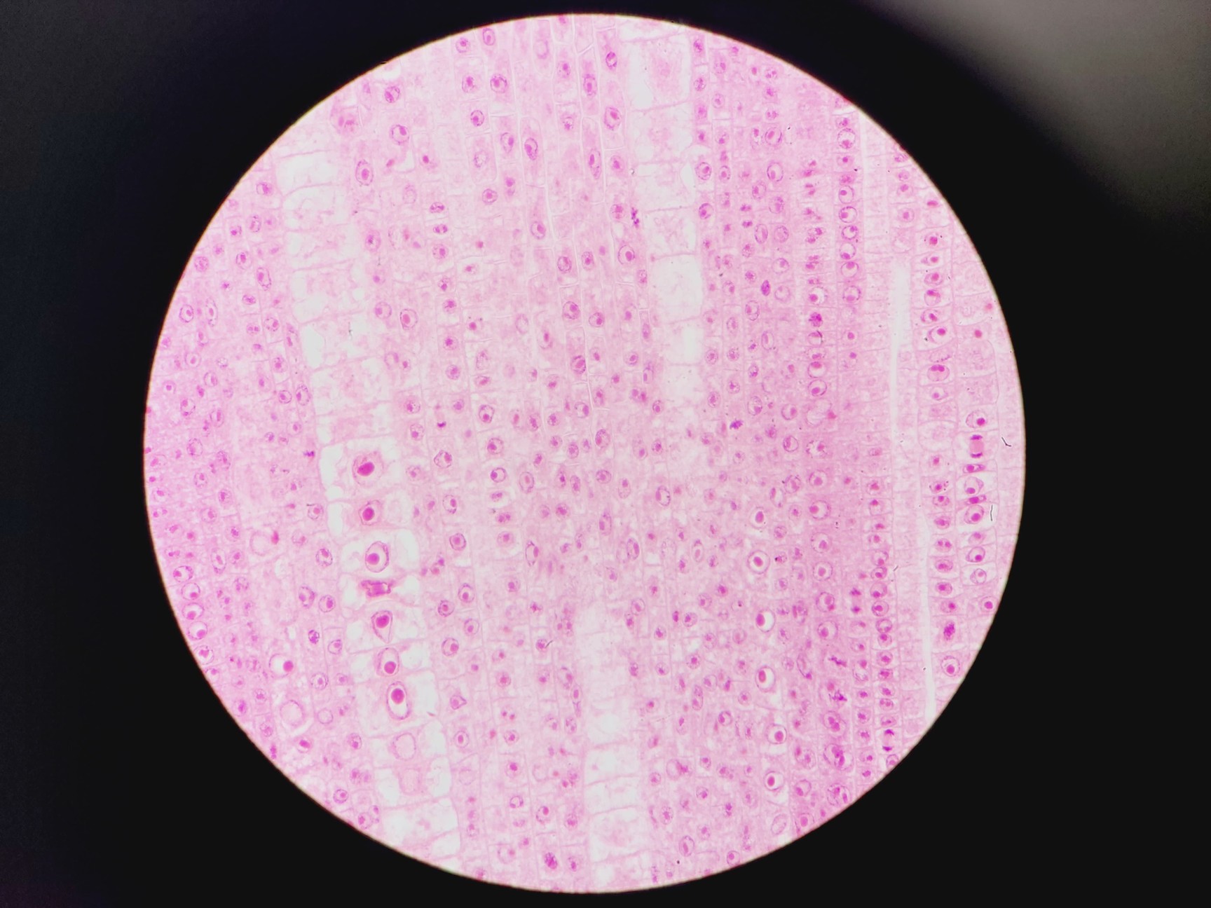 Image of Olympus BX51 Microscope w. 2x pE-100 CoolLED Heads and Combiner