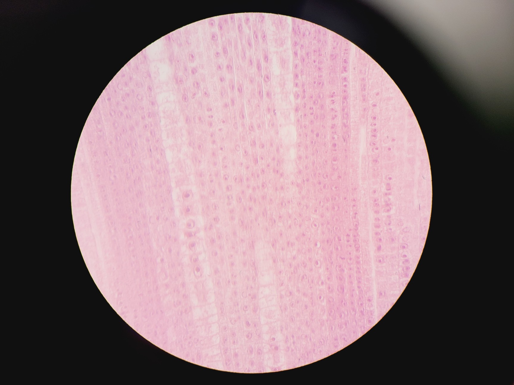Image of Olympus BX51 Microscope w. 2x pE-100 CoolLED Heads and Combiner