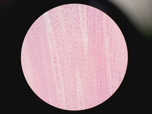 Thumbnail image of Olympus BX51 Microscope w. 2x pE-100 CoolLED Heads and Combiner