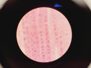 Thumbnail image of Olympus CH-2 with CH-M045-T Monocular Compound Microscope w/ 0.25/0.65/1.25oil 