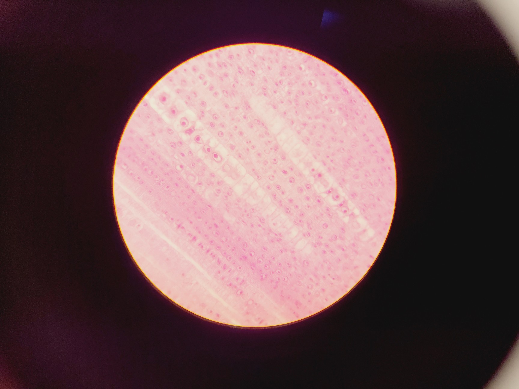 Image of Olympus CH-2 with CH-M045-T Monocular Compound Microscope w/ 0.25/0.65/1.25oil 