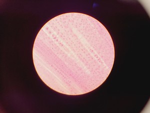 Thumbnail image of Olympus CH-2 with CH-M045-T Monocular Compound Microscope w/ 0.25/0.65/1.25oil 