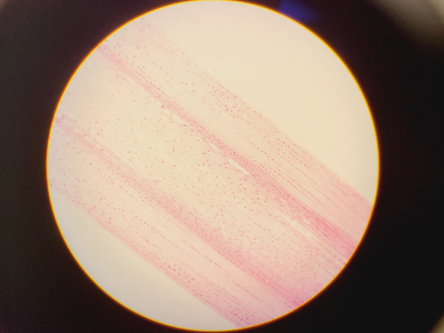 Image of Olympus CH-2 with CH-M045-T Monocular Compound Microscope w/ 0.25/0.65/1.25oil 