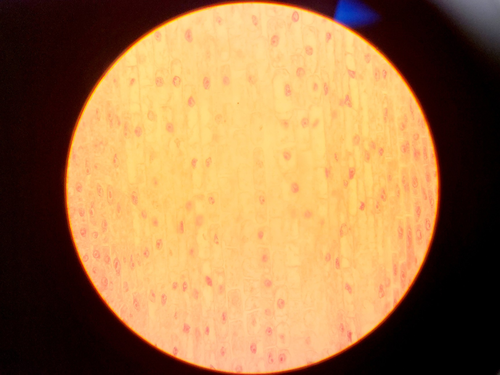 Image of Olympus CH-2 with CH-M045-T Monocular Compound Microscope w/ 0.25/0.65/1.25oil 