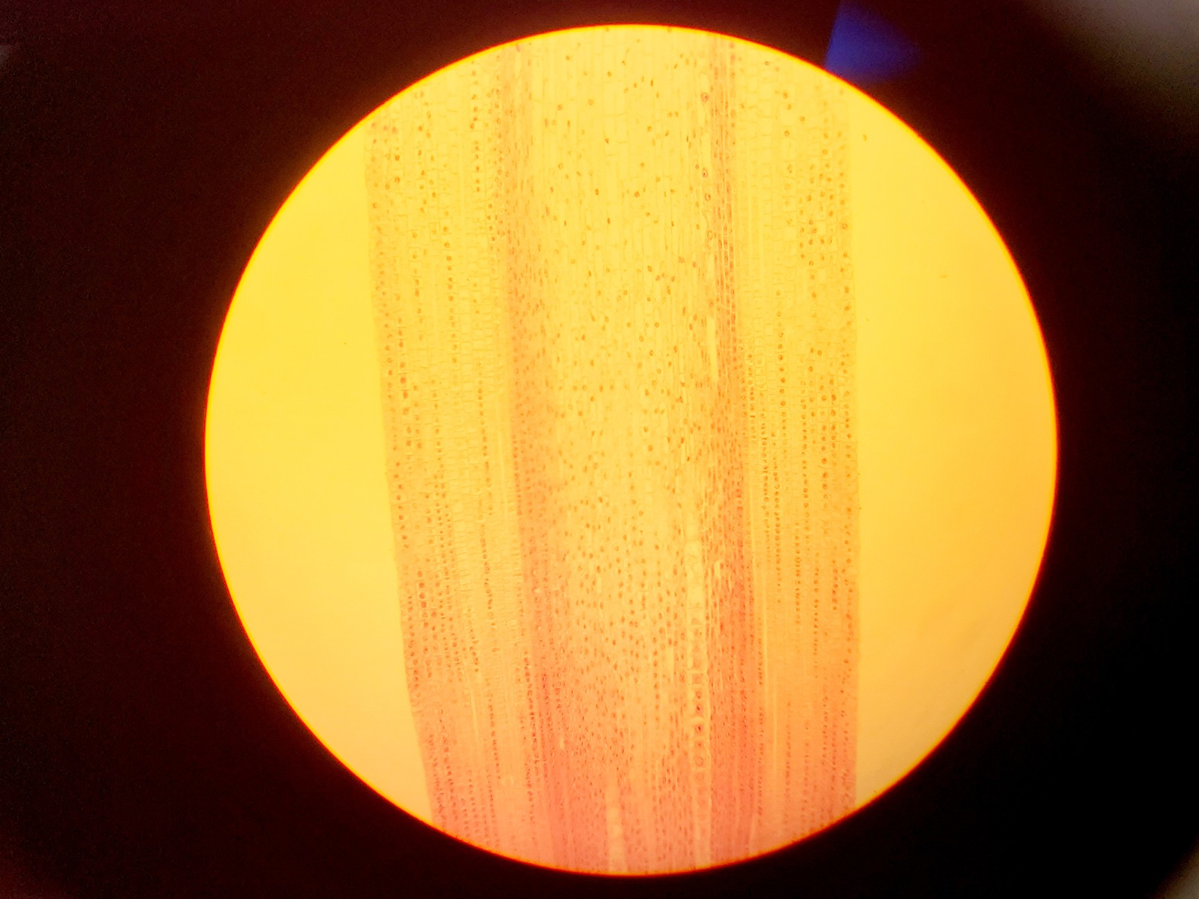 Image of Olympus CH-2 with CH-M045-T Monocular Compound Microscope w/ 0.25/0.65/1.25oil 