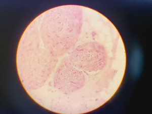 Thumbnail image of Olympus CH Monocular Compound Microscope w/ 10x/40x/100x Lab